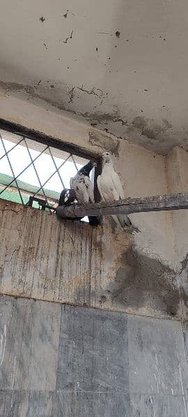 high flyer pigeons trained breeder pairs 15