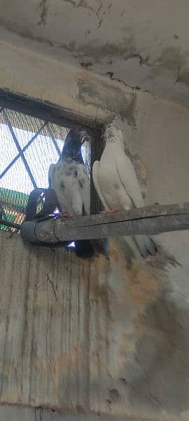 high flyer pigeons trained breeder pairs 16