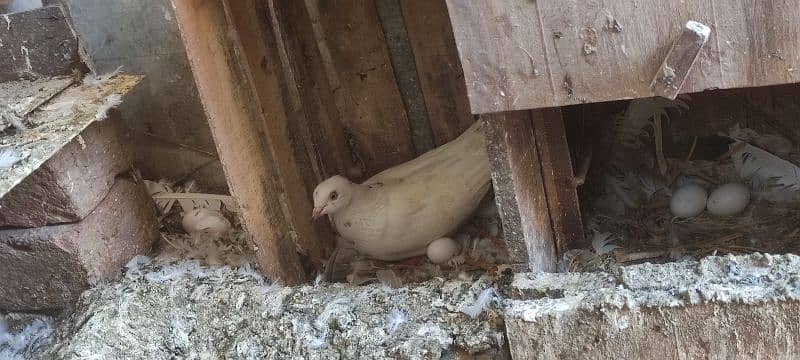 high flyer pigeons trained breeder pairs 17