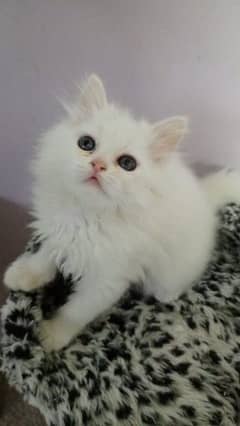 white cute Persian kitten 0
