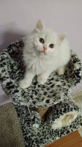 white cute Persian kitten 1