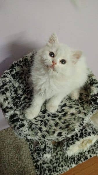 white cute Persian kitten 2