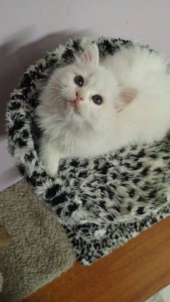 white cute Persian kitten 3