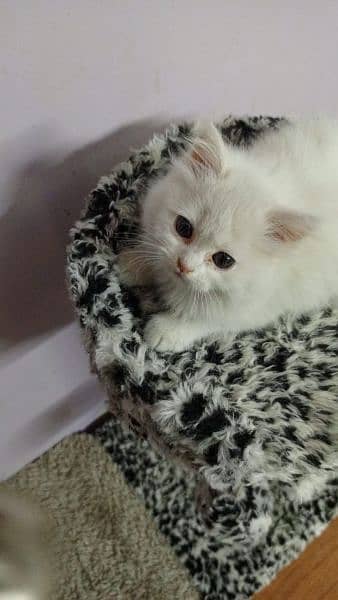white cute Persian kitten 4