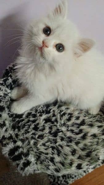white cute Persian kitten 5