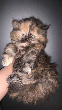 Fluffy Beautiful Persian kitten