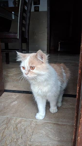 urgent White and brown male cat 7 month| 03129654900 sirf message kare 2