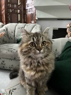 Persian Kitten 7 months 0