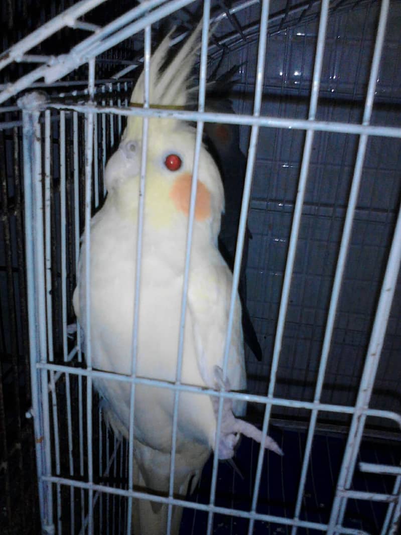 Cocktail/dove/parrot 1