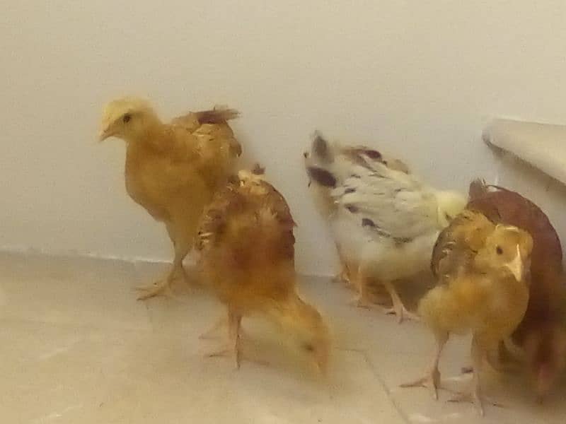 Chicks for sale 1