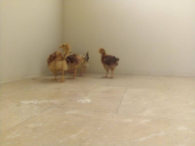 Chicks for sale 5