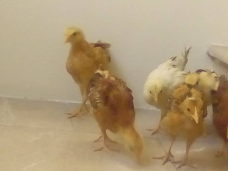 Chicks for sale 8