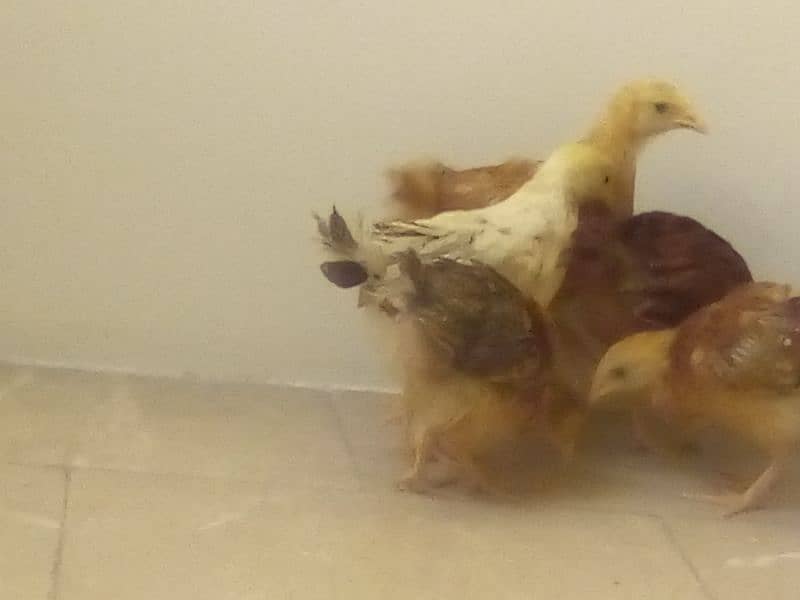 Chicks for sale 11