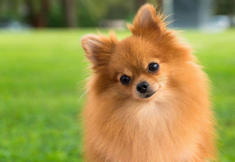 Pomeranian dog breed 1