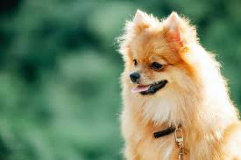 Pomeranian dog breed 3