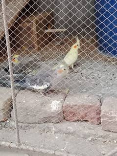 Cockatial parrot for sell . whtsapp 0346-0744-395