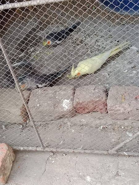 Cockatial parrot for sell . whtsapp 0346-0744-395 1