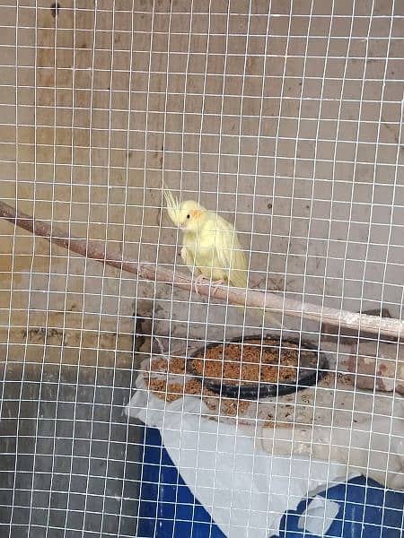 Cockatial parrot for sell . whtsapp 0346-0744-395 2