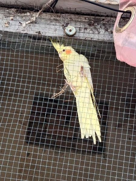 Cockatial parrot for sell . whtsapp 0346-0744-395 3