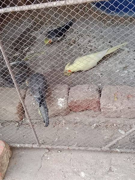 Cockatial parrot for sell . whtsapp 0346-0744-395 4