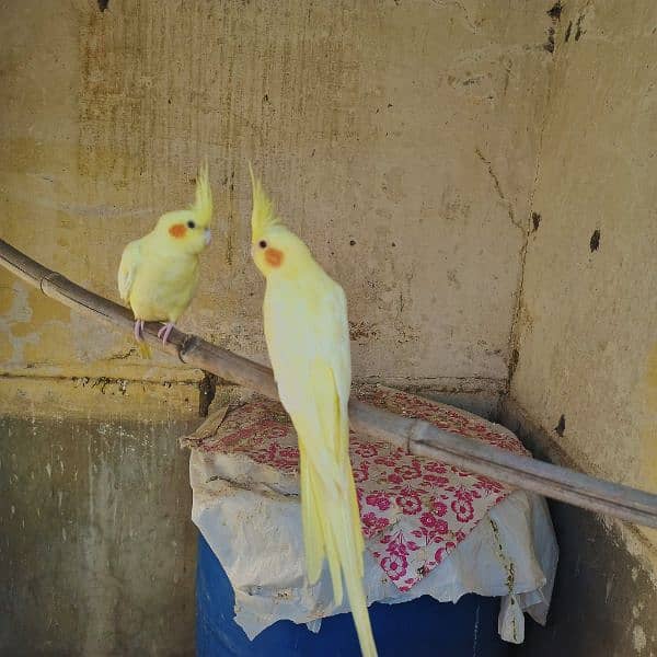 Cockatial parrot for sell . whtsapp 0346-0744-395 5