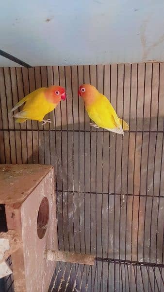 pasnata red eyes pair . cocktail eno male. and cage 1
