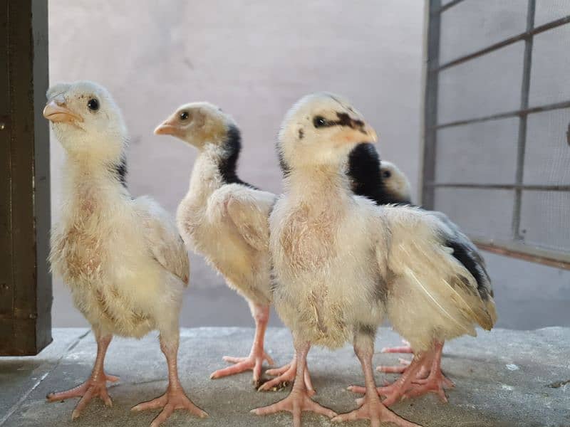 Aseel chicks Age 1.5 months or 3.5 months 0