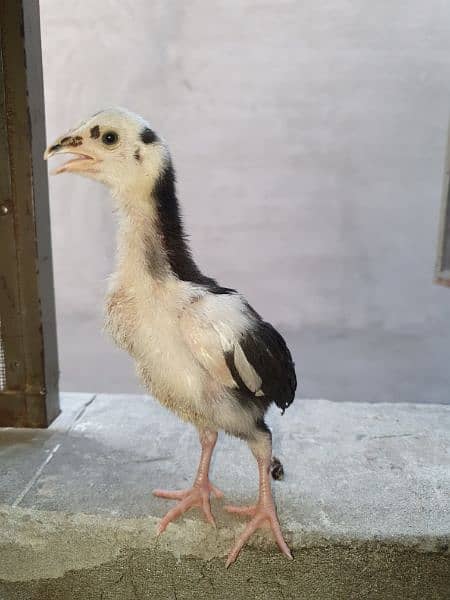 Aseel chicks Age 1.5 months or 3.5 months 1