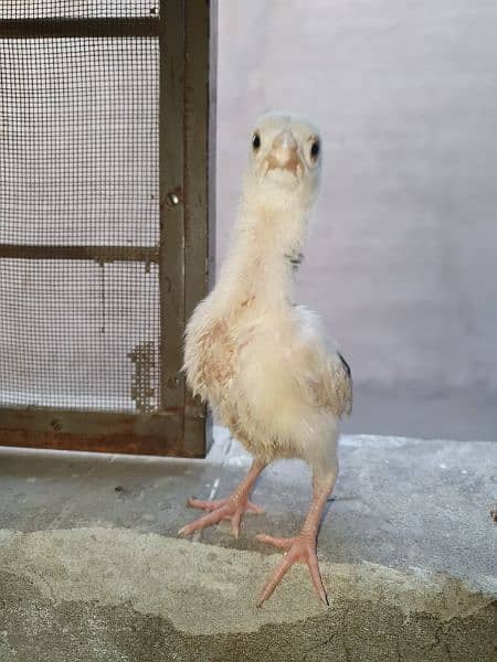 Aseel chicks Age 1.5 months or 3.5 months 2