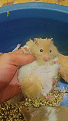syrian hamster long furr triple coat