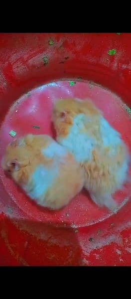 syrian hamster long furr triple coat 4