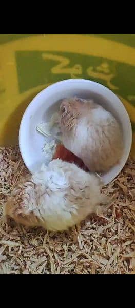 syrian hamster long furr triple coat 7