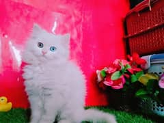 Persian White Kittens Odd Eyes Triple Coated