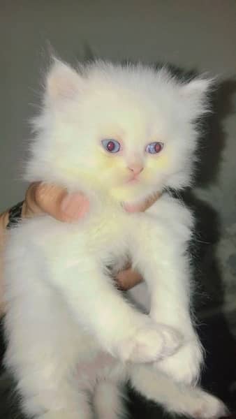 punch face / kitten's / Persian kittens for sale male and female 0