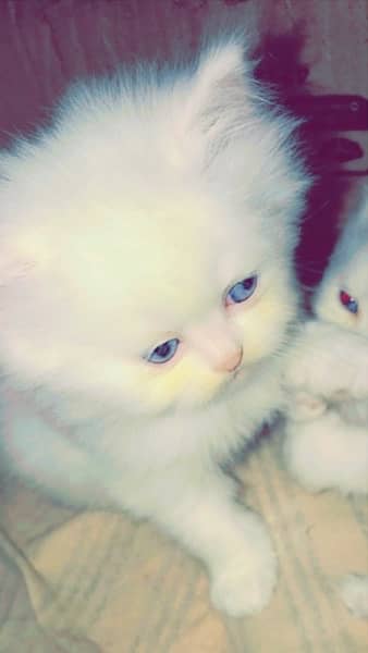 punch face / kitten's / Persian kittens for sale male and female 1