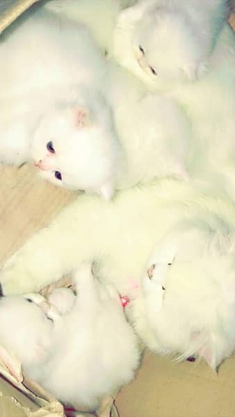 punch face / kitten's / Persian kittens for sale male and female 2
