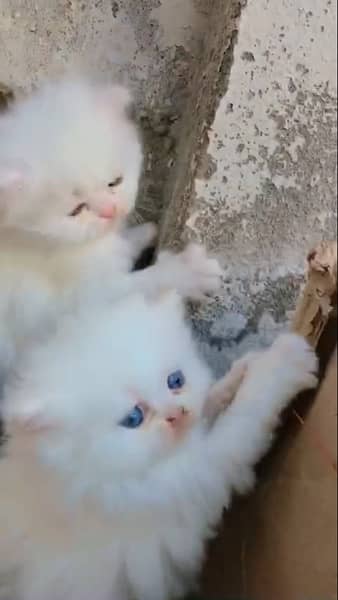 punch face / kitten's / Persian kittens for sale male and female 3