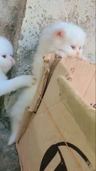 punch face / kitten's / Persian kittens for sale male and female 4