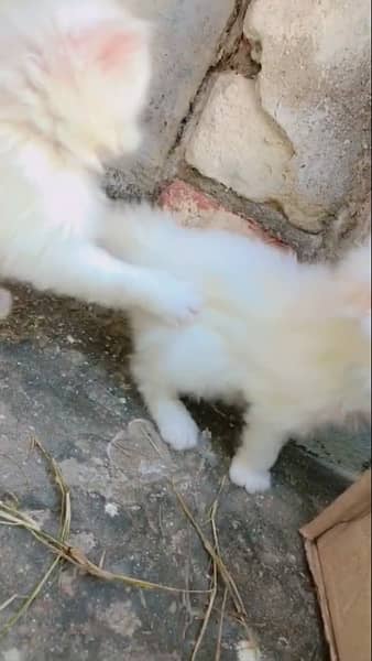 punch face / kitten's / Persian kittens for sale male and female 5