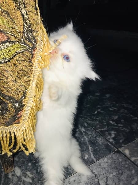 punch face / kitten's / Persian kittens for sale male and female 7