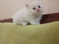 pair white Persion kittens for sale + on book white kittens available.