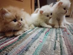 white Persion kittens female + booking white kittens available.