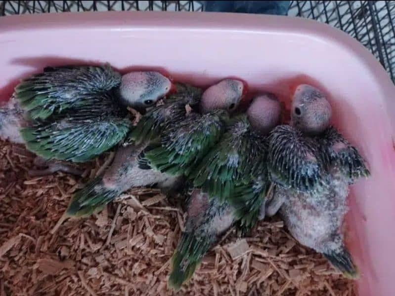 Ring neck Chicks Availaible for Sell 0