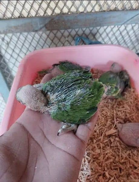 Ring neck Chicks Availaible for Sell 1