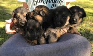 German Shepherd Puppies Male and Female For Sale Or Exchange Possible