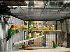 Love Bird Male are available With DNA