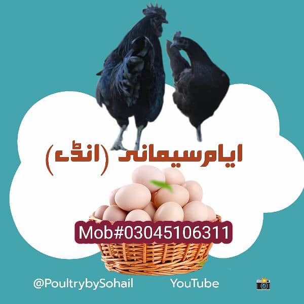 Ayam Cemani eggs 3