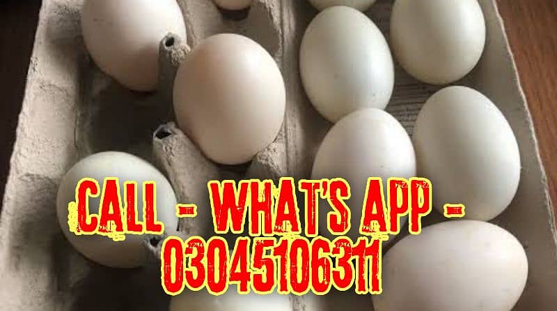 ayam Cemani eggs and chicks 1
