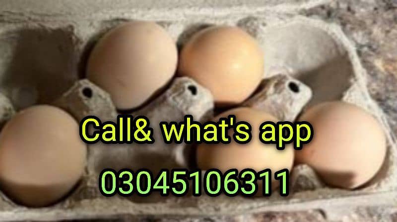 ayam Cemani eggs and chicks 2