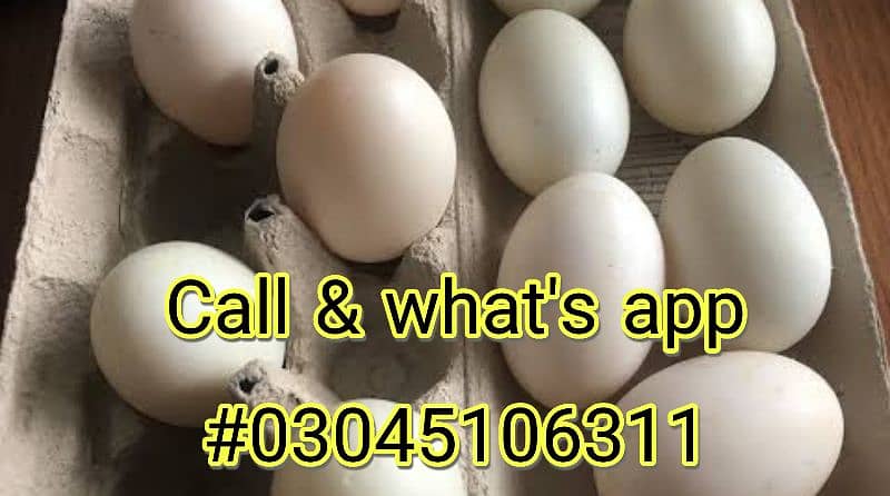 ayam Cemani eggs and chicks 3